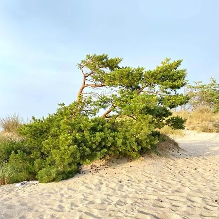 - Dom Smoldzinski * Smoldzinski Las