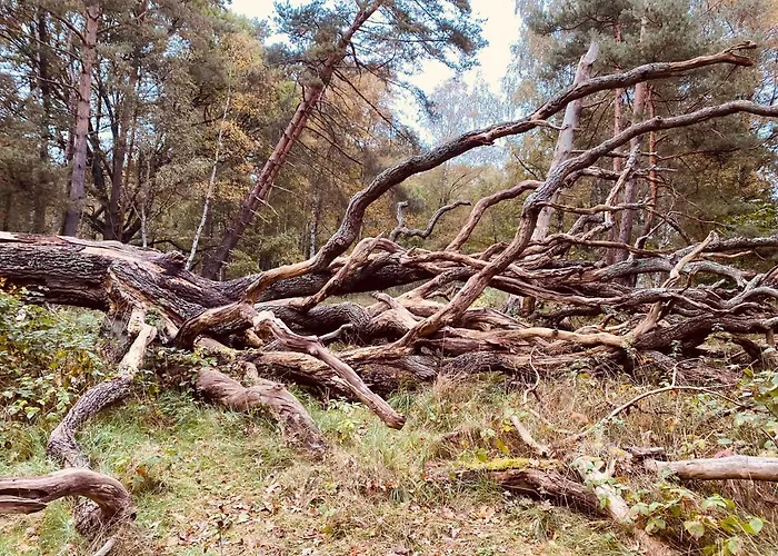 - Dom Smoldzinski Lägenhet *