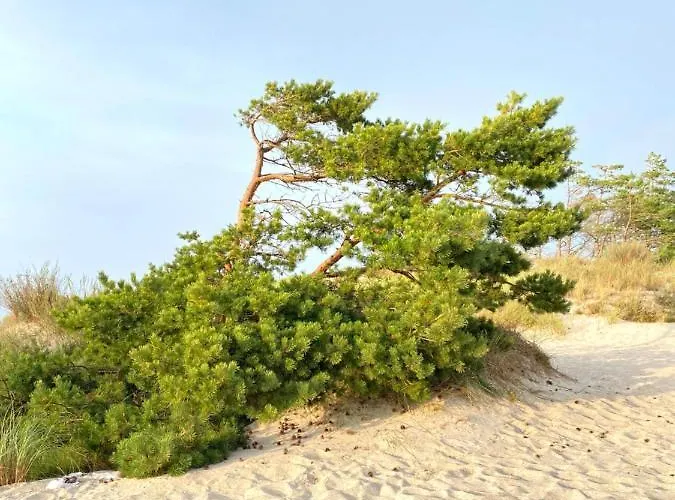 - Dom Smoldzinski * Smoldzinski Las